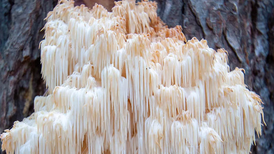 lion's mane fungo